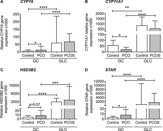 Gene expression of steroid enzymes in control and PCOS GCs and GLC (median + 95% CI). (A) CYP19 (aromatase) expression is twofold higher in PCO than control GCs (*P < 0.05). CYP19 expression in GCs was 9 times higher in control GLCs than in GCs (****P < 0.0001) and 5 times higher in PCOS GLCs than in PCO GCs (****P < 0.0001). (B) Median CYP11A1 was twofold higher in control GCs compared with PCOS GCs (*P < 0.05) but was not different between control and PCOS GLCs. CYP11A1 expression in control GLCs was 15 times in higher than in GCs (**P < 0.01) and 26 times higher in PCOS GLCs than in PCO GCs (****P < 0.0001). (C) HSD3B2 expression in control GLCs was 400 times higher than in GLCs (****P < 0.0001) and was 327 times higher in PCOS GLCs than in PCO GCs (***P < 0.001). There was a non-significant trend toward higher HSD3B2 in PCO than control GCs (P = 0.07) and HSD3B2 expression was similar in PCOS and control GLCs. (D) STAR expression in control and PCOS GLCs was 194 and 203 times higher than in control and PCO GCs, respectively (****P < 0.0001). STAR expression was 2.5-fold higher in PCO GCs compared with controls (*P < 0.05).