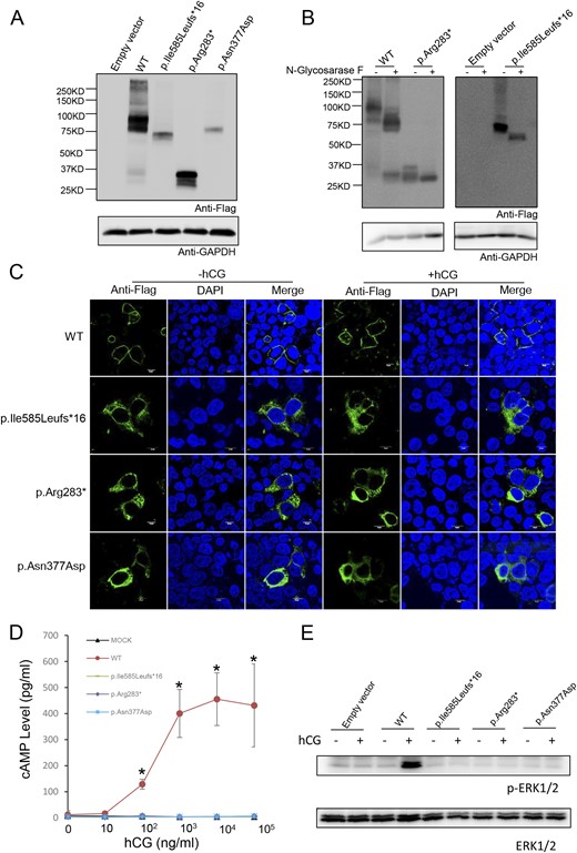 Expression and bioactivity of wild-type LHCGR and LHCGR variants in vitro. (A) Western blot analysis of the protein expression of wild-type LHCGR and LHCGR variants in HEK-293T cells transfected with wild-type LHCGR (WT) and p.Ile585Leufs*16-, p.Arg283*-, and p.Asn377Asp-expressing vectors. (B) N-glycosidase F treatment of LHCGR and LHCGR variants. The indicated samples were treated with N-glycosidase F and detected by Western blotting. (C) The subcellular location of the wild-type LHCGR and LHCGR variants with and without hCG (1 × 105 ng/mL) stimulation. Magnification ×1200. White scale bar 10µm. (D) Response of cAMP to stimulation with increasing hCG concentrations in HEK-293T cells transfected with WT, p.Ile585Leufs*16, p.Arg283*, p.Asn377Asp, or empty vector. ★P < 0.05. (E) The ERK phosphorylation state after hCG stimulation (1 × 105 ng/mL) in HEK-293T cells transfected with WT, p.Ile585Leufs*16, p.Arg283*, p.Asn377Asp, or empty vector.