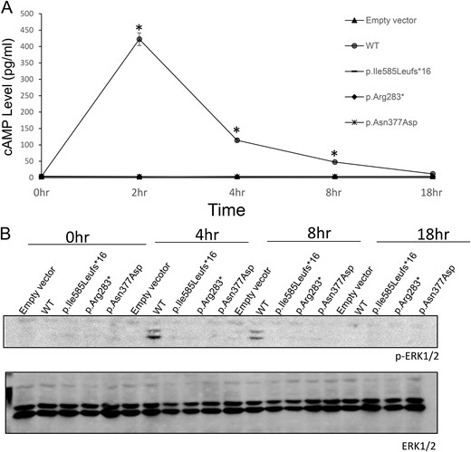 Expression and bioactivity of the wild-type (WT) LHCGR and LHCGR variants. (A) Time course of cAMP accumulation in HEK-293T cells transfected with WT LHCGR, p.Ile585Leufs*16, p.Arg283*, p.Asn377Asp, and empty vector. The cAMP accumulation in response to hCG stimulation (1 × 105 ng/mL) was measured over various intervals up to 18 hours. *P < 0.05. (B) Time course of ERK phosphorylation in HEK-293T cells transfected with WT LHCGR, p.Ile585Leufs*16, p.Arg283*, p.Asn377Asp, and empty vector.