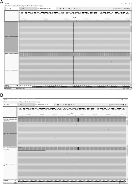 Integrative Genomics Viewer (IGV) snapshots of LHCGR variants in granular cells. (A) IGV snapshot of the p.Arg283* variant in granular cells from the proband in family 2 at two time points (Chr 2:489255703-4892884, LHCGR). I, insertion. (B) IGV snapshot of the p.Asn377Asp variant in granular cells from the proband in family 3 at two time points (Chr 2:48915738-48915866, LHCGR).