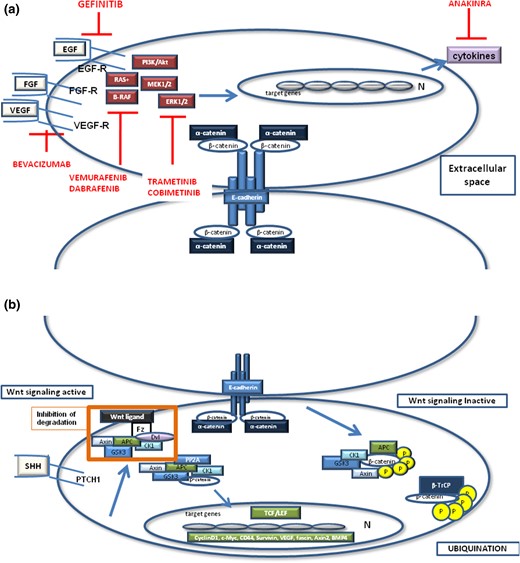 (a) Schematic presentation of adherens junction complex (including β- and α-catenin and E-cadherin) and the molecular signaling pathways that may crosstalk in both ACPs or PCPs. In ACPs, β-catenin cluster cells show an activation of the Wnt, SHH, and EGFR pathway, which are reported to crosstalk with each other. When Wnt signaling is inactive, axin recruits and binds to GSK-3β, CK1α, and PP2A. APC is phosphorylated by these kinases, which recruit β-catenin to the complex and tag it for degradation through phosphorylation of the serine (S33, S37, S45) or threonine (T41) residues of exon 3 on the CTNNB1 gene. This phosphorylation pattern is recognized by β-TrCP, which ubiquitinates β-catenin, When Wnt signaling is active, by the activation of a Wnt ligand or when extracellular SHH binds to the transmembrane receptor PTCH1, the protein degradation complex is inhibited and β-catenin is accumulated first in the cytoplasm and then in the nucleus. There, β-catenin represents a transcription cofactor by interacting with transcription factors of the0020TCF family TCF/LEF1, initiating expression of the target genes. (b) In ACPs, paracrine growth-related signaling molecules such as SOX2. FGFs, EGF, and PDGF bind to their receptors, activating the Ras/Raf/MAPK/ERK1/2 pathway and the PI3K/Akt pathway. Similarly, in PCPs the BRAF-V600E serine/threonine kinase is a critical component of the Ras-Raf-Mek-ERK1/2 pathway that has been mutated. Red lines show the inhibitors that may be used as molecular-targeted therapy for CPs. BMP, bone morphogenetic protein; Dvl, Dishevelled; FGF, fibroblast growth factor; Fz, Frizzled; IKK-α, IκB kinase α; LEF1, lymphocyte enhancer factor 1; PI3K, phosphatidylinositol 3-kinase; PP2A, protein phosphatase 2A; PTCH1, patched 1; TCF, T-cell factor; VEGF-R, vascular endothelial growth factor receptor.
