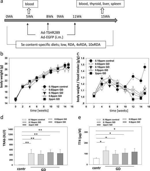 GD mouse model, Se supply, disease induction, and effects on thyroid parameters. (a) Eight groups of mice were raised using four different chows containing no (0.02 ppm), RDA (0.18 ppm), 4 times RDA (0.6 ppm), or 10 times RDA (2 ppm) supplemental Se in form of Se-enriched yeast. After 5, 8, and 11 wk, the mice were injected with solvent or Ad-TSHR289 to induce GD. Blood was taken after 5 wk and 15 wk at termination. (b) The age-dependent increase in body weight was not different among the five mouse groups. (c) When relating body weight to food intake, the control group showed the greatest weight gain per ingested calories compared with the hyperthyroid mice. (d) Increased TRAb concentrations in the serum of mice from the GD groups verified successful GD induction. Se supply did not affect the resulting TRAb levels. Double asterisks signify P < 0.01. (e) Hyperthyroidism was detected in the GD groups but not in the control group. The Se supply was without an effect on serum TT4. The single asterisk signifies P < 0.05.