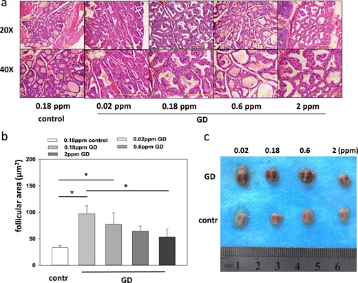 Se supply, disease induction, and effects on thyroid glands. (a) Thyroid histological examination revealed a more regular gland appearance with similar-size well-differentiated thyroid follicles in the control group compared with the GD groups. (b) Average follicle size differed between the groups and was similar to the control group in the group receiving the greatest Se supply. The single asterisk signifies P < 0.05. (c) Thyroid gland size differences stratified by GD and Se supply. The thyroid glands were prepared from both the GD and control mice on the different Se supplies. Representative organs are shown highlighting the tissue enlargement from GD and a mitigating effect of a high Se supply on thyroid hyperplasia.