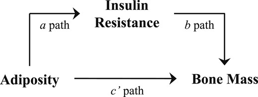 A priori path model for the insulin resistance-dependent relationship between adiposity and bone mass in children. The rationale for this approach is based on previous pediatric data showing that (i) insulin resistance is an adverse health outcome accompanying obesity (a path) (23); (ii) fat mass (c’ path) (3, 5, 24) and insulin resistance (b path) (10, 25) are negatively associated with bone mass; and (iii) obesity-related skeletal inadequacies are nullified when controlling for insulin resistance (5).