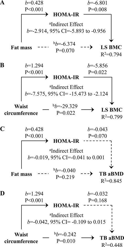 (A) Fat mass and (B) waist circumference are negative predictors of LS BMC but not (C,D) TB aBMD, via HOMA-IR, controlling for race, sex, sexual maturation, height, and lean mass. aRelationship between respective adiposity and bone measure through HOMA-IR. bRelationship between respective adiposity and bone measure, controlling for the mediator, HOMA-IR. Solid and broken lines represent statistically significant and nonsignificant relationships, respectively. b, unstandardized regression coefficient.