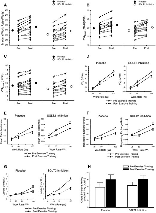 Endurance exercise training favorably modifies responses to maximal and submaximal exercise; SGLT2 inhibition does not attenuate these adaptations. (A) Maximal work rate. (B and C) Peak oxygen uptake (VO2peak). (A–C) Closed and open circles represent mean responses for placebo and SGLT2 inhibition, respectively. Male symbols and dashed lines represent individual male participant responses. Female symbols and dotted lines represent individual female participant responses. All closed symbols represent placebo. All open symbols represent SGLT2 inhibition. Responses to submaximal exercise are displayed in panels D–H. (D) VO2. (E) Heart rate. (F) Respiratory exchange ratio. (G) Circulating lactate concentration. (H) Citrate synthase activity in samples of the vastus lateralis (placebo n = 8; SGLT2 inhibitor n = 14). In panels D–H, data are mean ± SE. Open circles and solid lines represent data before exercise training. Closed circles and dashed lines represent data after exercise training. See Table 3 for results of statistical analysis.
