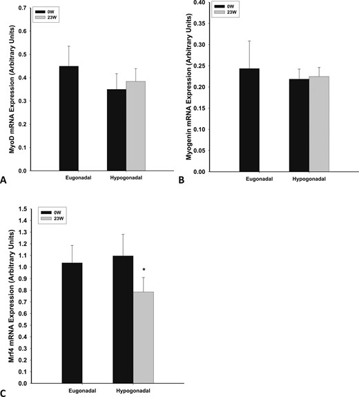 Basal mRNA expression of (A) myoD, (B) myogenin, and (C) MRF4 in skeletal muscle of eugonadal men and men with HH and change in expression after 23 wk of testosterone treatment in men with HH. *P < 0.05 as compared with 0 wk in HH group.
