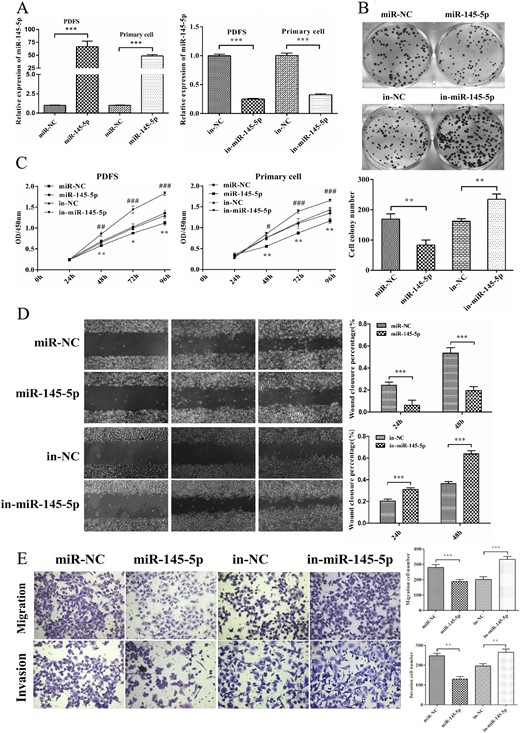 miR-145-5p inhibited cell proliferation, migration, and invasion in vitro. (A) The expression of miR-145-5p was confirmed by qRT-PCR after transfection with miR-145-5p mimics and inhibitor. (B) Colony formation assay of PDFS cells transfected with miR-145-5p mimics and inhibitor. (C) Effects of miR-145-5p on the proliferation of PDFS and primary cells were evaluated using CCK-8 assay. (D) A scratch-healing assay was used to measure the effect of miR-145-5p on the mobility of PDFS cells. (E) Effects of miR-145-5p on PDFS cell migration and invasion ability using a Transwell assay. *P < 0.05, **P < 0.01, ***P < 0.001.