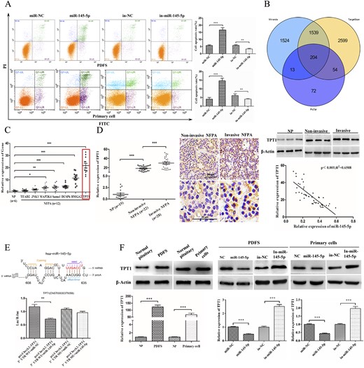 miR-145-5p induced apoptosis of NFPA cells by directly targeting TPT1. (A) Effects of miR-145-5p on cell apoptosis by flow cytometry. (B) Wayne chart of the targets of miR-145-5p predicted by three databases (TargetScan, PicTar, and MiRanda). (C) Relative expression of seven potential targets of miR-145-5p in NFPA samples (n = 12). (D) qRT-PCR evaluated the expression of TPT1 in more NFPA samples (total n = 50), indicating a greater level in the invasive NFPA tissues; immunohistochemistry and Western blot assay also confirmed the results. Correlation analysis confirmed a negative association between the expression of miR-145-5p and TPT1. Scale bars represent 50 μm and 20 μm, respectively. (E) Predicted binding sites of miR-145-5p within the 3′UTR of TPT1. miR-145-5p was cotransfected with the WT or mutant TPT1 3′-UTR vector to evaluate the effect of miR-145-5p on the luciferase activities by luciferase reporter assay. (F) Level of TPT1 in both PDFS and primary cells was evaluated with qRT-PCR and Western blot. The expression of TPT1 in miR-145-5p expressing or depleting cells was evaluated. *P < 0.05, **P < 0.01, ***P < 0.001.