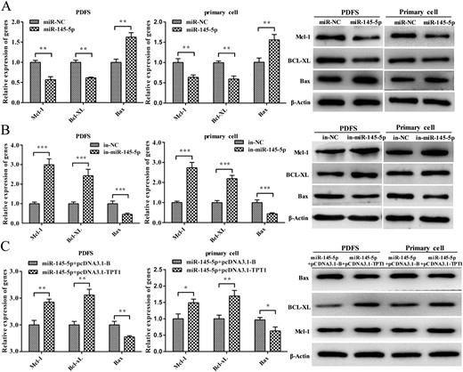 miR-145-5p regulates the TPT1 downstream signaling pathway. (A) Expression of Mcl-1, Bcl-xL, and Bax in miR-145-5p–expressing cells by qRT-PCR and Western blot. (B) Expression of Mcl-1, Bcl-xL, and Bax in miR-145-5p–silencing cells by qRT-PCR and Western blot. (C) Expression of Mcl-1, Bcl-xL, and Bax in cells cotransfected with miR-145-5p/pcDNA3.1-B and miR-145-5p/pcDNA3.1-TPT1. *P < 0.05, **P < 0.01, ***P < 0.001.
