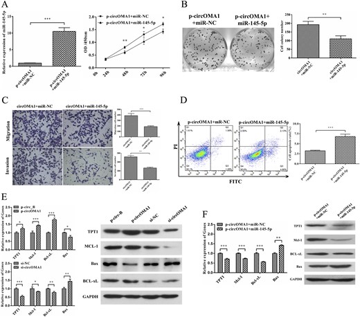 circOMA1 promotes NFPA progression by sponge activity of miR-145-5p and upregulating TPT1. (A) Expression of miR-145-5p in cells transfected with p-circOMA1 plus miR-NC and p-circOMA1 plus miR-145-5p. The effect of circOMA1 on PDFS cell proliferation was partly weakened by the introduction of miR-145-5p. (B) miR-145-5p suppressed circOMA1-inducing colony formation. (C) circOMA1-induced cell migration and invasion was weakened by miR-145-5p restoration. (D) Reintroduction of miR-145-5p mimic significantly increased the percentage of apoptosis. (E) Expression of TPT1, Mcl-1, Bcl-xL, and Bax in circ_OMA1-expressing or -silencing cells. (F) Expression of TPT1, Mcl-1, Bcl-xL, and Bax in circOMA1-expressed cells with reintroduction of miR-145-5p. *P < 0.05, **P < 0.01, ***P < 0.001.