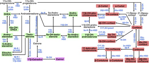 Pathways of human sex steroid hormone and glucocorticoid biosynthesis. The pathways start with 17α-hydroxypregnelonone in the upper left corner. Pathways from the testis, the ovary, and adrenal glands are combined. The 28 urinary steroid hormones analyzed in this study are highlighted with colored backgrounds: green for androgens and their metabolites, pink for estrogens, and red for glucocorticoids. Enzymes involved in steroidogenic pathways are denoted in blue. 5α-R, 5α-reductase; 5β-R, 5β-reductase; DH, dehydro; DHEA, dehydroepiandrosterone; HSD, hydroxysteroid dehydrogenase; OH, in enzyme names, indicates a hydroxylase, for example, 17α-OH for 17α-hydroxylase; OH, in steroid names, indicates a hydroxyl group, for example, 17α-OH-pregnelonone for 17α-hydroxypregnelonone; TH, tetrahydro.