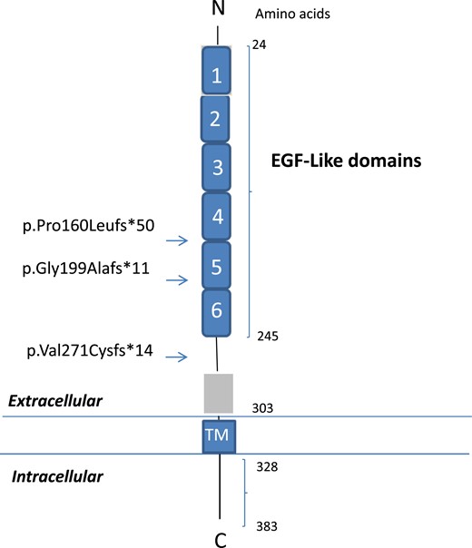 Schematic representation of the DLK1 protein containing EGF-like extracellular domains. The numbers correspond to the amino acid positions in the protein. DLK1 comprises six EGF-like extracellular domains (amino acids 24 to 245), an extracellular region (amino acids 246 to 303), a transmembrane region (amino acids 304 to 327), and a cytoplasmic region (amino acids 328 to 383). Arrows indicate the location of the DLK1 frameshift mutations. C, carboxyterminal; N, aminoterminal; TM, transmembrane.