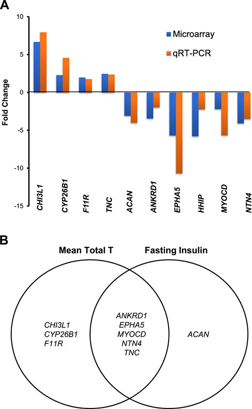 qRT-PCR validated microarray data of differentially expressed SC abdominal ASC genes between women with PCOS (n = 4) and control subjects (n = 4) that (A) involve lipid metabolism, ECM, and cardiovascular development (as fold change between PCOS vs control groups); and (B) correlate with serum T and/or fasting insulin levels in all women combined (n = 8). Genes related to AR function (ANKRD1), adipogenesis and lipid metabolism (CHI3L1, TNC, CYP26B1, and MYOCD), ECM (CHI3L1, TNC, F11R, ACAN, NTN4, and EPHA5), and angiogenesis and cardiovascular development (CHI3L1, TNC, F11R, ANKRD1, NTN4, and EPHA5) are listed. T, testosterone.