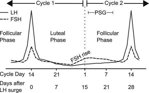 Study protocol schema. Subjects were monitored during specific phases of two consecutive menstrual cycles. In this hypothetical subject, an LH peak on cycle day 14 was followed by a 14-day luteal phase (28-day cycle), and monitoring continued into the late follicular phase of cycle 2 (cycle day 14 or 28 days since cycle 1 LH peak). Intercycle FSH dynamics were determined after centering to days since the LH peak in cycle 1 and excluding the midcycle FSH peak in cycle 2. A sleep study with concurrent frequent blood sampling was performed between days 2 and 9 of cycle 2. Solid line, LH; dotted line, FSH. PSG, polysomnography.