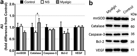Protein abundance measured by western blotting. (a) Data are expressed as fold difference from the control group. Data are reported as mean ± SEM; error bars on the control group bar are the SEM of the group mean. AU, arbitrary units; VEGF, vascular endothelial growth factor. #P < 0.1. (b) Representative blots from one person per group. Control group, n = 13; NS group, n = 36, myalgic group, n = 19.