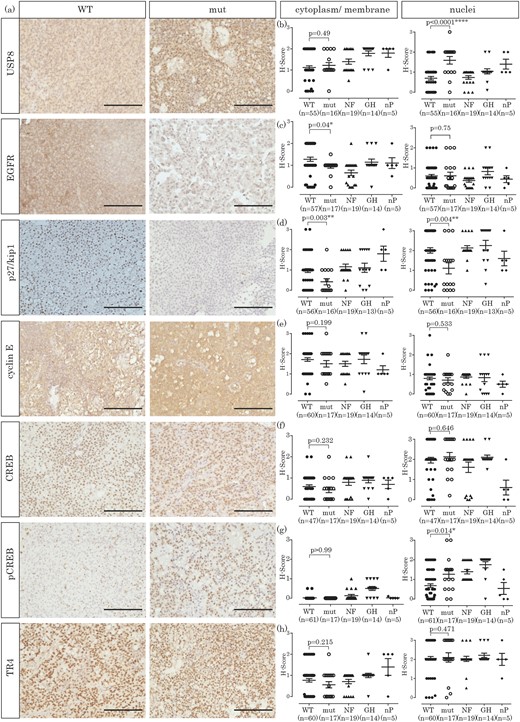 Immunohistochemical investigation of pituitary adenomas (corticotroph, somatotroph, and nonfunctioning) and nP. (a) Exemplary staining of a USP8 WT and a mutated (mut) corticotroph adenoma for each protein investigated (original scale bars, 100 µm). (b) H-Score quantification of USP8 expression, either in cytoplasm and membrane or in the nucleus. (c) H-Score quantification of EGFR expression, either in cytoplasm and membrane or in the nucleus. (d) H-Score quantification of p27/kip1 expression, either in cytoplasm and membrane or in the nucleus. (e) H-Score quantification of cyclin E expression, either in cytoplasm and membrane or in the nucleus. (f) H-Score quantification of CREB expression, either in cytoplasm and membrane or in the nucleus. (g) H-Score quantification of pCREB expression, either in cytoplasm and membrane or in the nucleus. (h) H-Score quantification of TR4 expression, either in cytoplasm and membrane or in the nucleus. GH, growth hormone; NF, nonfunctioning adenomas.