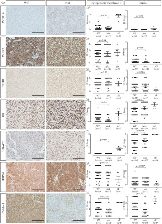 Immunohistochemical investigation of corticotroph pituitary adenomas and nP. (a) Exemplary staining of a USP8 WT and a mutated corticotroph adenoma for each protein investigated (original scale bars, 100 µm). (b) H-Score quantification of AVPR1b expression, either in cytoplasm and membrane or in the nucleus. (c) H-Score quantification of AVPR2 expression, either in cytoplasm and membrane or in the nucleus. (d) H-Score quantification of CRHR expression, either in cytoplasm and membrane or in the nucleus. (e) H-Score quantification of GR expression, either in cytoplasm and membrane or in the nucleus. (f) H-Score quantification of HDAC2 expression, either in cytoplasm and membrane or in the nucleus. (g) H-Score quantification of HSP90 expression, either in cytoplasm and membrane or in the nucleus. (h) H-Score quantification of CABLES1 expression, either in cytoplasm and membrane or in the nucleus.
