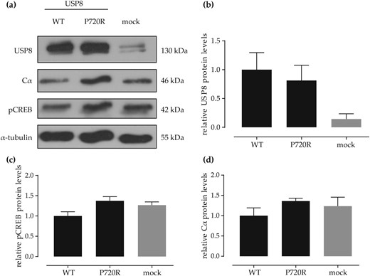 Western blot (WB) results of USP8 WT and USP8 P720R mut introduction in AtT20 cells. (a) Exemplary WB of transfected AtT20 cells. (b) Densitometric analysis of WB USP8 bands normalized to loading control (α-tubulin) compared with mock transfected cells. (c) Densitometric analysis of WB pCREB bands normalized to loading control compared with mock transfected cells. (d) Densitometric analysis of WB PKA Cα bands normalized to loading control compared with mock transfected cells. Analysis of three independent replicates. Overall P = not significant.
