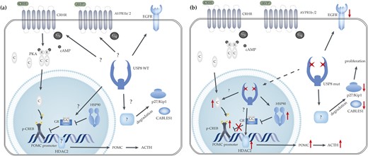 Proposed action of USP8 in corticotroph pituitary adenomas. (a) USP8 WT conditions. To date, it has not been ascertained if the three receptors AVPR1b /2 and CRHR are deubiquitinated by USP8 or not. The POMC promoter is normally activated by several transcription factors (including pCREB) and is inhibited through binding of the GR. HDAC2 deacetylates histone H4 within the POMC promoter, leading to reduced transcription of the POMC gene. (b) Mutated USP8 is predominantly located in the nucleus, possibly allowing for targets that are also located within the nucleus. Here, HSP90 or pCREB expression is possibly higher as a result of USP8 hyperactivity. An increase in pCREB could lead to increased POMC expression and ACTH secretion. Increased HSP90 in the nucleus might be a result of increased USP8 activity in the nucleus. This leads to increased HSP90-GR binding and reduced inhibition of the POMC promoter, resulting in increased ACTH secretion. Strongly reduced levels of p27/kip1 are associated with USP8 mutations. This observation is also true for CABLES1, however neither p27/kip1 nor CABLES1 seems to be direct USP8 client proteins. Black, solid arrow-headed lines, without further specification, symbolize USP8 deubiquitination action; black bar-headed lines demonstrate a blockage of normal protein activity; dashed arrow-headed lines illustrate protein translocation; red arrow-headed lines symbolize protein upregulation; and red crosses symbolize a block in activity.