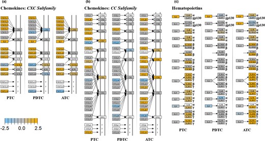 KEGG pathway enrichment analysis. Chemokines and hematopoietins. For each KEGG pathway, genes within the panel are mapped to the pathway and differential expression information is overlaid on the protein-based KEGG pathway image. Pathway nodes shown in white have no genes in the panel that map to them. Pathway nodes in gray have corresponding genes in the panel; however, no significant differential expression is observed. Nodes in blue denote downregulation relative to the selected baseline, whereas nodes in orange denote upregulation relative to the selected baseline. (a) CXC subfamily of chemokines. Upregulation of the expression of most of CXC subfamily chemokines and of some of their receptors can be detected in PTC and ATC and to a lower extent in PDTC. (b) CC subfamily of chemokines. Several CC subfamily chemokines and corresponding receptors result upregulated especially in ATC and to a lower extent in PTC. Conversely, PDTC show only the upregulation of CCL17. (c) Hematopoietins. The hematopoietin subgroup of cytokines and cytokine receptors result upregulated in ATC and to a lower extent PTC. IL-6, upregulated in all the cancer histotypes, represents the only upregulated gene of this functional group in PDTC.