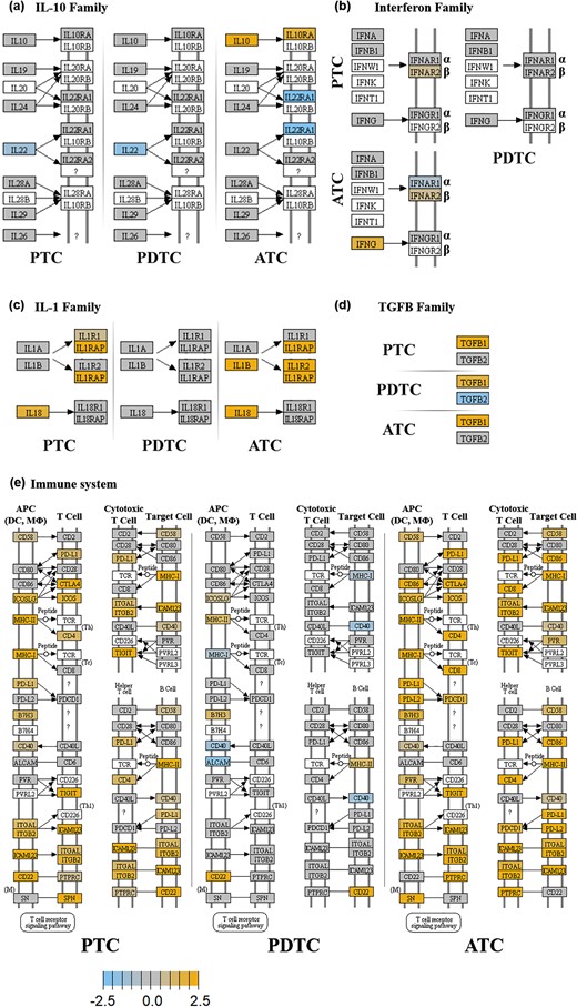 KEGG pathway enrichment analysis. IL-10, IFNs, IL-1, TGFB and molecules involved in adhesion/interaction. For each KEGG pathway, genes within the panel are mapped to the pathway and differential expression information is overlaid on the protein-based KEGG pathway image. Pathway nodes shown in white have no genes in the panel that map to them. Pathway nodes in gray have corresponding genes in the panel; however, no significant differential expression is observed. Nodes in blue denote downregulation relative to the selected baseline, whereas nodes in orange denote upregulation relative to the selected baseline. (a) IL-10 family. Only ATC show upregulation of IL-10 and IL-10RA. (b) IFN family. Only ATC show upregulation of IFNG. IFNA and IFNB do not appear to be upregulated in any thyroid cancer histotype. However, in ATC and PTC, but not in PDTC, INFA/B receptor molecules INFAR1 and INFAR2 result slightly upregulated. (c) IL1 family. Only ATC and PTC show upregulation of IL-1 and/or IL-18 and their receptors. (d) TGFB family. All the histotypes show upregulation of TGFB1 (e) Immune system adhesion/interaction mediators. ATC and to a slightly lower extent PTC show upregulation of genes of this group (see text). PDTC are only marginally affected.