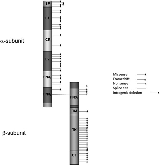 Schematic of the IGF1R protein with all published variants and the mutations described in this study. The variants and references are described in an online repository (46). Domains (amino acid positions) are according to UniProt (www.uniprot.org/uniprot/P08069): SP, signal peptide (1–30); L1, receptor L domain (51–161); CR, furin-like cystein-rich region (175–330); L2, receptor L domain (352–466); FN31, fibronectin type 3 domain (491–609); FN32, fibronectin type 3 domain (610–708); FN33, fibronectin type 3 domain (735–828); TM, transmembrane region (936–959); TK, catalytic domain of insulin receptor–like protein tyrosine kinases (999–1274); CT, C-tail (1275–1367).