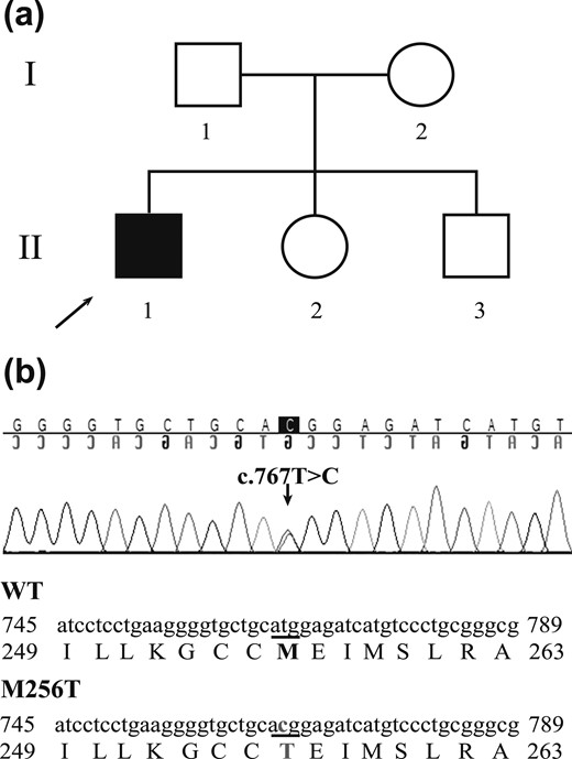 (a) Pedigree chart demonstrating that only the index patient (II.1) has the clinical phenotype of RTHα. (b) Sequence analysis of exon 8 of the THRA gene shows a de novo heterozygous missense mutation (c.767T>C) in the index patient, resulting in a Met to Thr substitution at codon 256 (p.M256T).