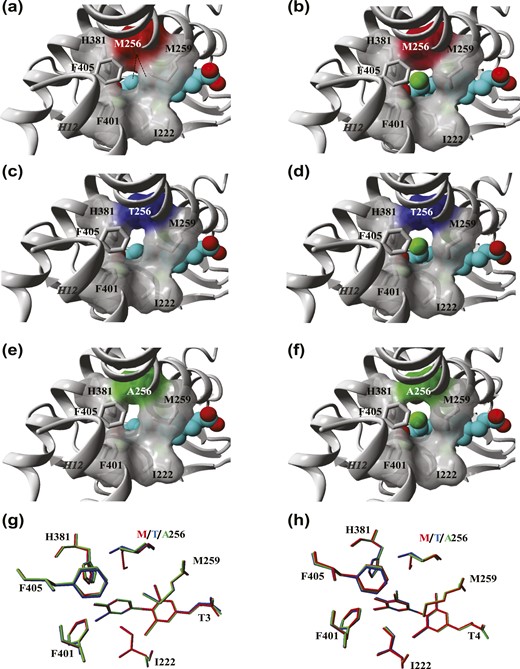 Comparison of the architecture of the TRα1 ligand binding pocket in the presence of T3 and T4. (a and b) Close-up view of the ligand-binding pocket of the TRα1 crystal structure in complex with (a) T3 (PDB ID: 2h77) and (b) T4. The residue side-chains lining the niche that accommodates the outer ring of T3 and T4 are highlighted, and their molecular surface is shown except for Phe405 for clarity. The 5′-iodine group of T4 is represented by the green ball in the T4-bound TRα1 model. The hydrophobic contacts between Met256 and the phenolic outer ring are depicted as dashed lines. (c and d) Structural models of the TRα1-M256T mutant in complex with (c) T3 and (d) T4. (e and f) Structural models of the TRα1-M256A mutant in complex with (e) T3 and (f) T4. (g and h) Overlay of the structural orientation of the residue side-chains that face the (g) T3 and (h) T4 ligands at the 5′ position in WT (gray), M256T (blue), and M256A (red) mutant TRα1 models. All figures were created in YASARA Structure using PovRay imaging software.