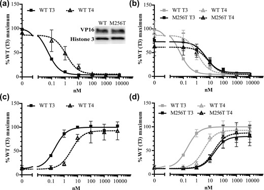 The TRα1-M256T mutation had a larger effect on T3- than on T4-dependent (a and b) GAL4-NCoR1 dissociation and (c and d) GAL4-SRC1 association (mean ± SEM of at least three experiments performed in triplicate). The insert in (a) shows immunoblots confirming an equal expression of WT and M256T VP16 TRα1 fusion proteins and Histone 3 as loading control in the nuclear fraction of JEG-3 cells.
