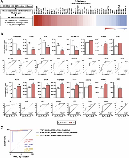 Differential expression of splicing machinery components in the liver of patients with and without steatosis with obesity. (A) Study design and pattern of dysregulation of spliceosome components and splicing factors in the liver of patients with and without steatosis with obesity. (Left) A graphical summary of the study design is shown. (Right) A schematic representation of fold-change levels of spliceosome components and splicing factors between the liver of patients with and without steatosis with obesity, represented in red (increase) or blue (decrease), is depicted. (B) Expression levels and receiver operating characteristic (ROC) curves of significantly altered spliceosome components and splicing factors in the liver of patients with obesity and steatosis compared with patients with obesity without steatosis. mRNA expression levels (adjusted by an NF, calculated from the expression level of HPRT and ACTB) of the different spliceosome components (first and second rows) and splicing factors (third and fourth rows) significantly altered in the liver of women with obesity with steatosis (ST) and without steatosis (NON ST). Values represent the means ± SEM. Asterisks indicate values that significantly differ from patients without steatosis (t test: *P < 0.05, **P < 0.01, ***P < 0.001). ROC curve analyses, to determine the accuracy of the components of the splicing machinery and splicing factors to discriminate between patients, with or without liver steatosis, are included below each graph. (C) ROC curves of subsets of spliceosome components and splicing factors generated by Random Forest computational algorithm, followed by crossvalidation analysis, considering the expression of a selection of the most relevant and discriminatory splicing machinery components. Specifically, three subset of specific splicing machinery components are included: PTBP1, RBM45, SRRM1, RNU4, and RNU6ATAC; PTBP1, RBM22, SRSF1, SRRM1, SNRNP70, and RNU6ATAC; and CELF1, PTBP1, RBM22, RBM3, SRRM1, and RNU6. AUC, area under curve.