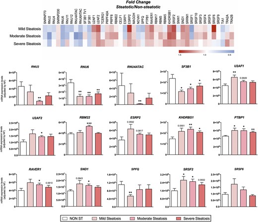 Pattern of dysregulation of spliceosome components and splicing factors in the liver of patients with and without steatosis with obesity, according to the grade of lipid accumulation. (Top) Fold-change expression levels among patients with different levels of steatosis compared with nonsteatotic livers, represented in red (increase) or blue (decrease). (Bottom) mRNA expression levels (adjusted by an NF calculated from the expression levels of HPRT and ACTB) of the different spliceosome components and splicing factors in the liver of women with obesity without steatosis (NON ST) and with three different levels of steatosis (mild, moderate, and severe). Values represent the means ± SEM. Asterisks indicate values that significantly differ from patients without steatosis (t test: *P < 0.05, **P < 0.01, ***P < 0.001).