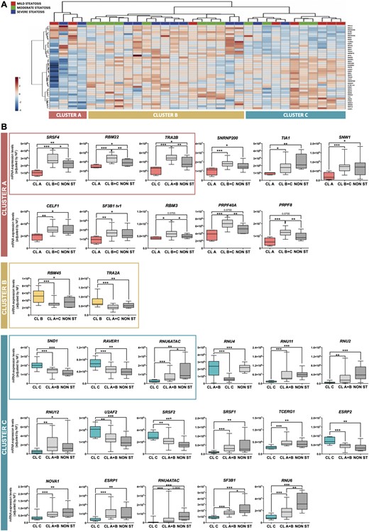 The expression of splicing machinery components is differentially altered in the liver of individuals with steatosis. (A) Unsupervised clustering analysis of the expression levels of the splicing machinery in patients with steatosis. This bioinformatic approach identified three molecularly defined populations of patients with steatosis (Clusters A, B, and C). (B) Specific changes of certain components of the splicing machinery defined each cluster of patients with steatosis. The three molecularly defined clusters of patients with steatosis were associated with the alteration in the expression of certain spliceosome components and splicing factors compared with patients without steatosis or included in the other clusters. The alteration of selected factors (within the frame) was able to classify patients in the three clusters with an AUC of 1, using the classification algorithm Random Forest. Data indicate mRNA expression levels (adjusted by an NF calculated from the expression level of HPRT and ACTB) in each cluster (A, B, and C) compared with the rest of patients, with and without steatosis (NON ST). Values represent the means ± SEM. Asterisks indicate values that significantly differ between groups (t test: *P < 0.05, **P < 0.01, ***P < 0.001).