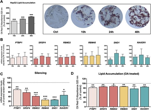 Modulation of splicing machinery components influenced lipid accumulation in HepG2 cells. (A) Validation of lipid accumulation in HepG2 cell lines by Oil Red O absorbance at 520 nm. Data are expressed as a percentage of the control (Ctrl; normalized to 100%). Asterisks indicate values that significantly differ from control cells (t test: ***P < 0.001). (B) Effect of lipid accumulation on the expression of certain spliceosome components and splicing factors at 10, 24, and 48 hours. mRNA expression levels (adjusted by an NF calculated from the expression level of HPRT and GAPDH) of the different spliceosome components and splicing factors in HepG2 cells treated with 500 µM OA. The data are expressed as a percentage of the control (normalized to 100%). Values represent the means ± SEM (n = 5). (C) qPCR validation of the silencing with specific siRNAs. mRNA expression levels adjusted by the expression level of ACTB. Data are expressed as a percentage of control random siRNAs (Scramble; set at 100%). (D) Effect of silencing of certain splicing factors in HepG2 cells on lipid accumulation determined by Oil Red O absorbance at 520 nm. Data are expressed as percentage of the control (normalized to 100%). Values represent the means ± SEM (n = 5; t test: *P < 0.05, **P < 0.01, ***P < 0.001).