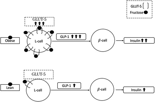 Hypothetic mechanism sustaining the GLP-1 response observed in subjects with obesity and in lean subjects after fructose drink.