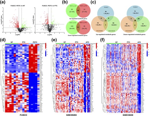 Identification of recurrent deregulation of metabolic genes in DDTC. (a) Volcano maps: left map, 144 downregulated genes (red dots) and 83 upregulated genes (green dots) in PDTCs compared with NT tissues; right map, 46 downregulated genes (red dots) and 24 upregulated genes (green dots) in PDTCs compared with PTCs; fold change (FC) ≥1.5, P < 0.05. (b) Overlapped analyses of deregulated genes in PDTCs in comparison with both PTCs and NTs. (c) Venn diagrams showed that validation and overlapped analyses of the deregulated 121 genes in the FUSCC cohort were performed in GSE29265 and GSE33630, and recurrent downregulation of 38 genes and upregulation of 27 genes were screened out. (d–f) Expression data of 65 recurrently deregulated genes are shown in heat maps of the FUSCC cohort, the GSE29265 cohort, and the GSE33630 cohort, respectively.