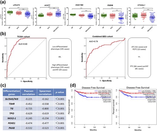 A signature of five metabolic genes indicative of dedifferentiation and poor clinical outcome of PTC. (a) Expression levels of LPCAT2, ACOT7, HSD17B8, PDE8B, and ST3GAL1 were compared among NT tissues, PTCs, and PDTCs/ATCs in the combined GEO cohort. ***P < 0.001. (b) ROC curve analyses for the predictive values of five-gene signature risk score for dedifferentiation in the TCGA cohort and the combined GEO cohort. (c) Linear correlation analyses of the metabolic signature with thyroid differentiation genes. NIS, sodium iodide symporter; TG, thyroid globulin; TPO, thyroid peroxidase; TSHR, TSH receptor. (d) LPCAT2 and ST3GAL1 were tested for DFS analyses in patients with thyroid cancer on the Web site of gene expression profiling and interactive analyses.
