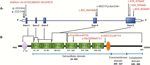 Schematic representation of the human DLK1 gene (A) and human DLK1 protein (B) respectively. (A) Human DLK1 gene (transcript ENST00000341267.9). Blue boxes indicate the coding sequence of the 5 exons of the gene in human. Open boxes indicate the 5′ and 3′ untranslated region of the gene, respectively. The localization of the allelic variant identified in patient with familial CPP are indicated by arrows. In red are the pathogenic allelic variants already described (2, 13) and the 1 described in this work. (B) Human DLK1 protein structure (P80370). The purple lozenge indicates the signal peptide; green boxes the 6 EGF-like repeats. Orange ellipse indicates the extracellular TACE (ADAM17) proteolytic cleavage domain. The numbers represent the amino acid positions of the indicated domains.