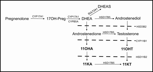 Schematic of androgen synthesis, highlighting the steroids of the 11-oxygenated pathway (bold). Abbreviations: 17OH-Preg, 17α-hydroxypregnenolone; CYP17A1, cytochrome P450 17α-hydroxylase/17,20-lyase; CYPB5A, cytochrome b5; DHEA, dehydroepiandrosterone; SULT2A1, sulfotransferase family 2A member 1; DHEAS, dehydroepiandrosterone sulfate; HSD17B5, 17β-hydroxysteroid dehydrogenase type 5; HSD3B2, 3β-hydroxysteroid dehydrogenase; CYP11B1, cytochrome P450 11β-hydroxylase; HSD11B2, 11β\ hydroxysteroid dehydrogenase type 2; 11OHA, 11β-hydroxyandrostenedione; 11OHT, 11β hydroxytestosterone; 11KA, 11ketoandrostenedione; 11KT, 11ketotestosterone.