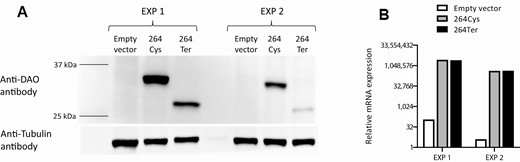 In vitro assessment of the DAO Cys264Ter variant. Chinese hamster ovary (CHO)-K1 cells (which do not express DAO) were transfected with either DAO 264Cys or DAO 264Ter expression vectors. Forty-eight hours after transfection, cells were harvested and divided into equal aliquots. (A) One aliquot was used for protein extraction and western blot to detect DAO protein expression. Tubulin was used as a loading control. (B) The other aliquot was used for RNA isolation and subsequent real-time PCR to detect DAO mRNA expression and assess transfection efficiency. Expression of Gapdh was used for data normalization. The experiments (EXP1 and EXP2) were repeated twice; results from both experiments are shown.