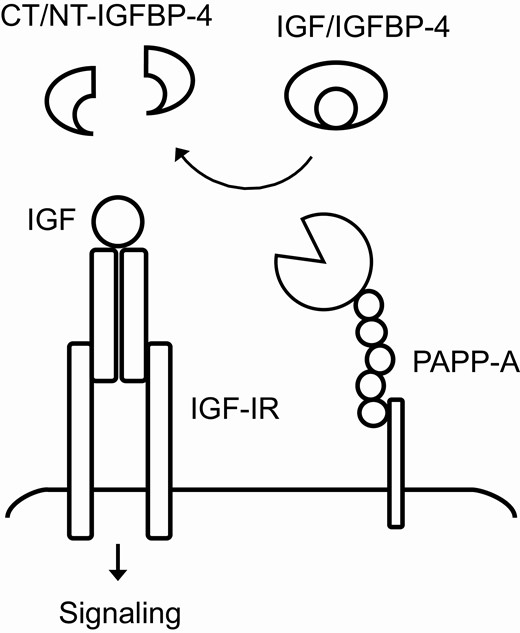 Illustration of the interaction between IGF, IGFBP-4 and PAPP-A. Cell surface-associated PAPP-A cleaves IGFBP-4 in close proximity to the IGF-IR, resulting in the release of bioactive IGF. CT, C-terminal; IGF, insulin-like growth factor; IGF-IR, IGF-I receptor; IGFBP, IGF binding protein; NT, N-terminal; PAPP-A, pregnancy-associated plasma protein-A.