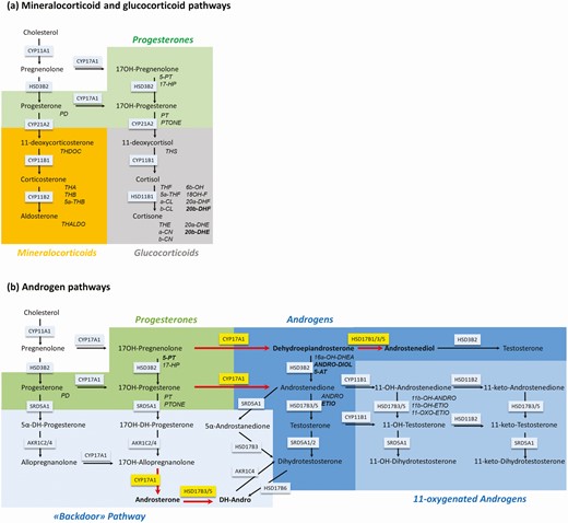 Schematic representation of the steroid biosynthesis pathways. Steroids are colored according to their classes. Normal script refers to steroids primarily found in serum and capitalized italic script refers to the corresponding urinary metabolites. Enzymes involved in the pathway are represented in boxes. For metabolite abbreviations see Table 1. (a) Schematic representation of the mineralocorticoid and glucocorticoid pathway. Green background depicts progesterones, orange background depicts mineralocorticoids, and grey background depicts glucocorticoids. (b) Schematic representation of the androgen pathway. Enzymes with higher activity in girls with premature adrenarche (PA) than in control girls are shown in yellow boxes with red arrows indicating the direction of the reaction. Hormones and their metabolites, which were higher in urine of girls with PA than in control girls are highlighted in bold. Green background depicts progesterones and blue background depicts androgens. Androgen metabolites of the classical pathway are shaded in dark blue, androgen metabolites of the backdoor pathway are shaded in light blue, and 11-oxygenated androgens are shaded in medium blue.