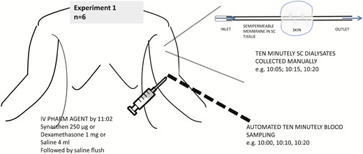 Protocol for experiment 1. Ten-minute sampling was done from 10:00 to 15:00 manually for subcutaneous free cortisol and via automated sampling for blood. Pharmacological agent including saline/placebo was injected by 11:02. Lunch was served at 12:00.