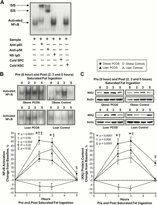 Comparison of the 4 study groups of the change from baseline (%) in mononuclear cell (MNC)-derived (A) inhibitory κB kinase-β (IKKβ) protein content and (B) activated nuclear factor κB (NFκB) from blood samples collected while fasting and 2, 3, and 5 h after saturated fat ingestion. (A) Representative western blots show the change in quantity of IKKβ in MNC homogenates and (B) representative electrophoretic mobility shift assay (EMSA) bands show the change in quantity of NFκB in nuclear extracts from MNC in samples collected during each time point. The samples used to quantify IKKβ and NFκB by densitometry were run on the same gel. Data are presented as mean ± standard error. (C) EMSA showing NFκB in nuclear extracts from MNC. A supershift of the NFκB band occurred during incubation with specific antibodies against NFκB subunits but not during incubation with nonspecific (NS) IgG. Neutralization of the NFκB band occurred during incubation with a specific cold competitor (SPC) of the oligonucleotide consensus sequence, but not during incubation with a nonspecific cold competitor (NSC). *Response in women with PCOS and obesity, lean women with PCOS, and control subjects with obesity was significantly different compared with lean control subjects; P < .0001. †Response in women with PCOS and obesity was significantly higher compared with control subjects with obesity; (A) P < .008 and (B) P < .02. ‡Response in women with PCOS and obesity was significantly different compared with lean women with PCOS; P < .002. ¶Response in lean women with PCOS was significantly different compared with control subjects with obesity; P < .05. §Residual response in women with PCOS and obesity was significantly different compared with the other three groups; (A) P < .0001 and (B) P < .02.