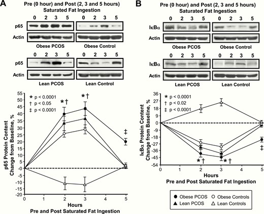 Comparison of the 4 study groups of the change from baseline (%) in mononuclear cell (MNC)-derived (A) p65 and (B) inhibitory κBα (IκBα) protein content from blood samples collected while fasting and 2, 3, and 5 h after saturated fat ingestion. (A) Representative western blots show the change in quantity of p65 and IκBα in MNC homogenates in samples collected during each time point. The samples used to quantify p65 and IκBα by densitometry were run on the same gel. Data are presented as mean ± standard error. *Response in women with PCOS and obesity, lean women with PCOS, and control subjects with obesity was significantly different compared with lean control subjects; P < .0001. †Response in women with PCOS and obesity was significantly different compared with control subjects with obesity; (A) P < .05 and (B) P < .02. ‡Residual response in women with PCOS and obesity was significantly different compared with the other three groups; P < .0001.