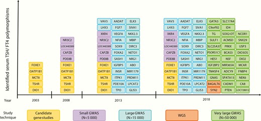 Identified serum TSH and/or FT4 associated loci over time, using different study techniques. Variants found to be significant in candidate gene studies were included when associations were replicated in at least one independent population (N > 500) or in case of in vitro evidence for functionality. Abbreviations: GWAS, genome-wide association study; N, number of subjects analyzed in the study; WGS, whole-genome sequencing.