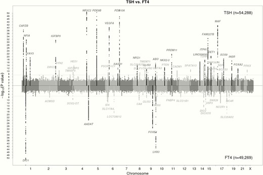 Manhattan plots of the GWAS meta-analysis results for TSH and FT4 contrasted with each other. Single nucleotide polymorphisms (SNPs) are plotted on the x-axis according to their position on each chromosome with -log10 (p-value) on the y-axis. The upper solid horizontal line indicates the threshold for genome-wide significance, ie, 5x10-8. Genomic loci previously known to contain trait-associated variants are colored in black, new loci in gray. Adapted from Teumer et al (19).