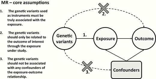 Core assumptions for Mendelian Randomization (MR) studies. Arrows indicate the direct effect of one variable on the other, while dashed arrows with a cross indicate that there should be no direct effect of one variable on the other.
