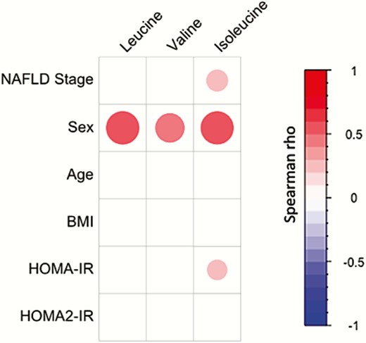 Plasma BCAA concentrations are strongly associated with sex. Spearman correlations between plasma BCAA concentrations and NAFLD stage, sex, age, BMI, and HOMA-IR and HOMA2-IR in the study cohort (n = 112). Colors and area of circles reflect the Spearman rho values (red for positive, blue for inverse correlations). Only correlations with significant P-value (P < 0.05) were represented.