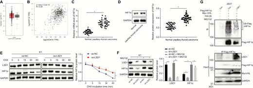 LSD1 inhibits degradation of HIF1α protein to upregulate its expression. (A) Retrieval of HIF1α expression in thyroid cancer in TCGA. The abscissa represents the sample type, the ordinate represents the expression value, the red box diagram represents the tumor sample, and the gray box diagram represents the normal sample. (B) The relationship between LSD1 and HIF1α expression predicted by GEPIA website. (C) The mRNA expression of HIF1α in clinical PTC tissues and adjacent normal tissues (n = 45) determined by RT-qPCR. (D) The protein expression of HIF1α in clinical PTC tissues and adjacent normal tissues (n = 45) measured by Western blot analysis. (E) The protein expression of LSD1 and HIF1α in K1 cells treated with 100 μM CHX measured by Western blot analysis. (F) The protein expression of LSD1 and HIF1α in K1 cells treated with 40 μM MG132 (proteasome inhibitor) measured by Western blot analysis. (G) HIF1α ubiquitination in 293T cells detected by Co-IP after overexpression of LSD1. The data in the figure were all measurement data, which were expressed by mean ± standard deviation. The data in panel 2C conformed to the normal distribution and were analyzed using paired t test, and unpaired data between 2 groups were analyzed by unpaired t test. Data among groups were statistically analyzed by one-way ANOVA. Data at different time points was analyzed by repeated measures ANOVA. The experiment was independently repeated 3 times. *P < 0.05.